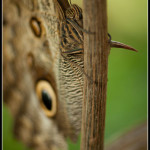 Butterfly conservatory Kitchener