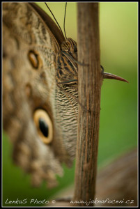 Butterfly conservatory Kitchener