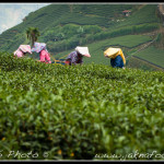 Odsud je vynikající čaj High Mountain Oolong