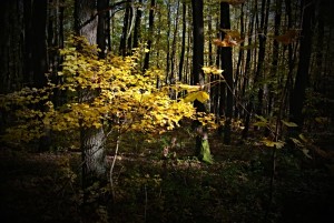 Průnik světla v podzimním lese