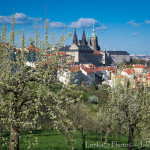 Pražský hrad z jarního Petřína