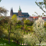 Pražský hrad z Petřína