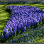 Hyacinty - Keukenhof