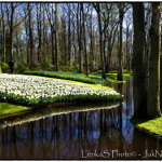 Zahrada Keukenhof II