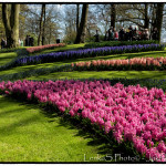 Keukenhof III