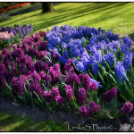 Keukenhof - hyacinty