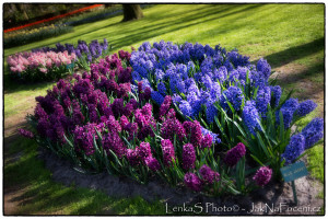 Keukenhof - hyacinty