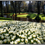 Zahrada Keukenhof