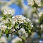 Kvetoucí strom na Petříně
