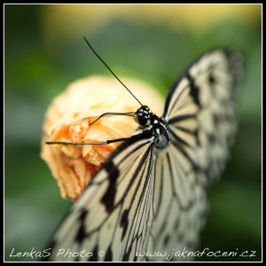 Motýlí farma Kitchener