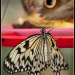 Motýlí farma Kitchener