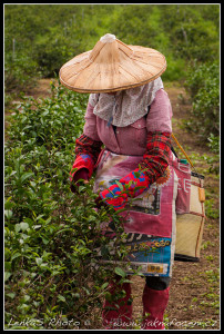 Na čajové plantáži Taiwan