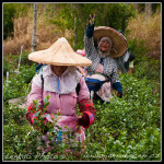 Na čajové plantáži v oblasti Wuhe