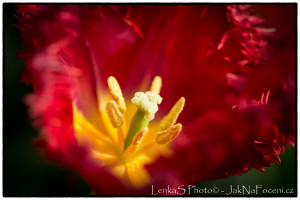 Ohnivý tulipán