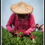 Tchaj-wan - Na čajové plantáži