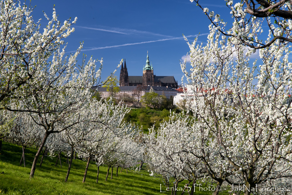 Rozkvetlý Petřín s Hradčany