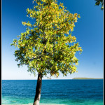 Strom na břehu Huron Lake
