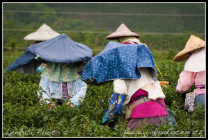 Tchaj-wan - Na čajové plantáži