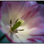 Tulipán - detail