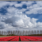 Tulipány Noordoostpolder