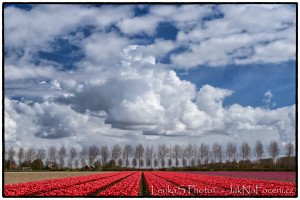 Tulipány Noordoostpolder